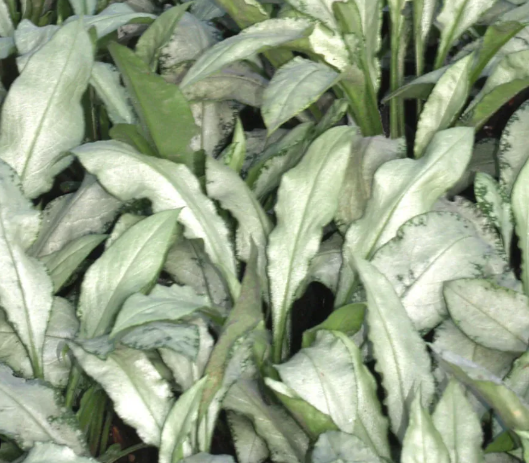 PULMONARIA 'Diana Clare'- 2 Plants (Copy)