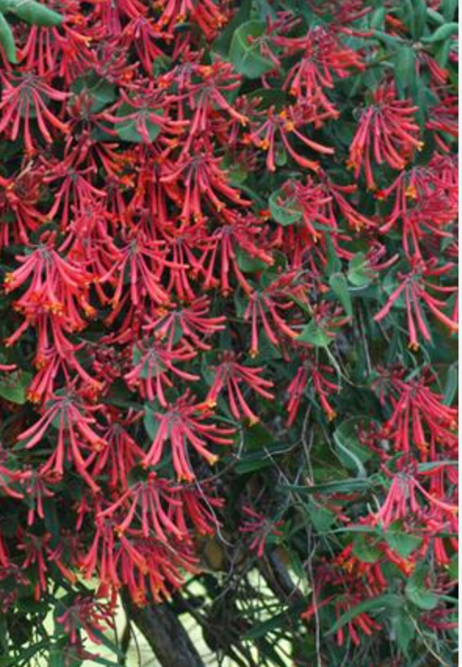 Major Wheeler Honeysuckle (Lonicera sempervirens) – 2 Plants