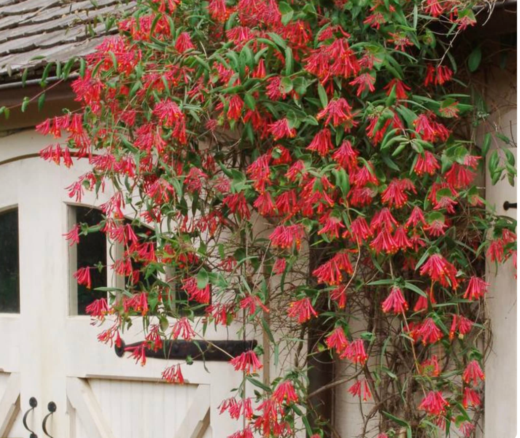 Major Wheeler Honeysuckle (Lonicera sempervirens) – 2 Plants