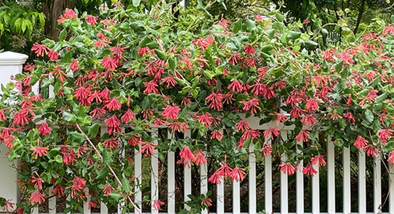 Major Wheeler Honeysuckle (Lonicera sempervirens) – 2 Plants