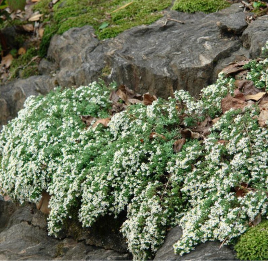Aster ericoides ‘Snow Flurry’ (White Heath Aster) – Native Groundcover – 2 Plants