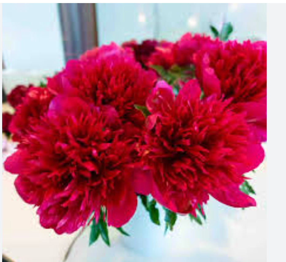 'Many Happy Returns' peony - 3 Gallon