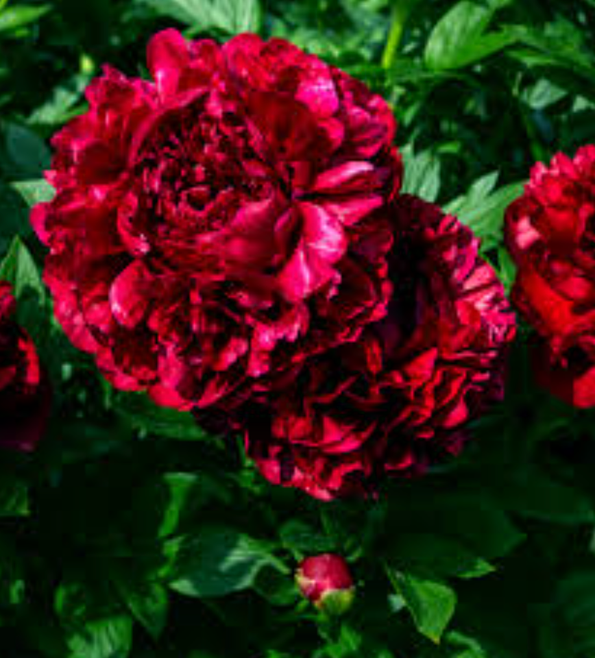 'Many Happy Returns' peony - 3 Gallon