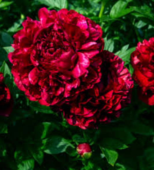 'Many Happy Returns' peony - 3 Gallon