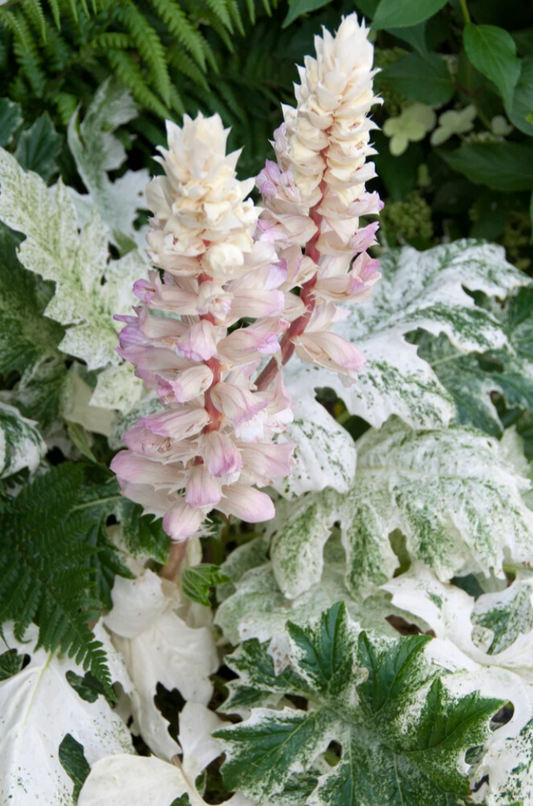Acanthus Whitewater (2 plants)