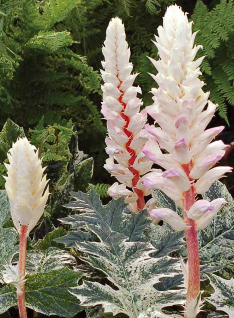Acanthus Whitewater (2 plants)
