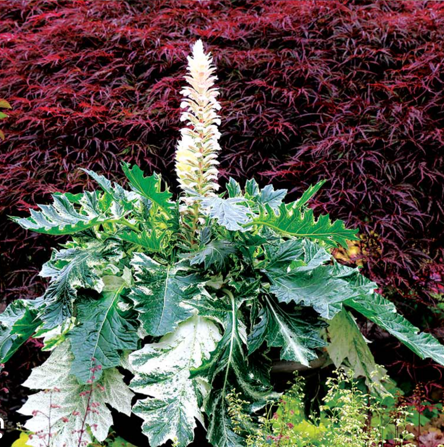 Acanthus ‘Whitewater’ (Bear’s Breeches) -2 Plants