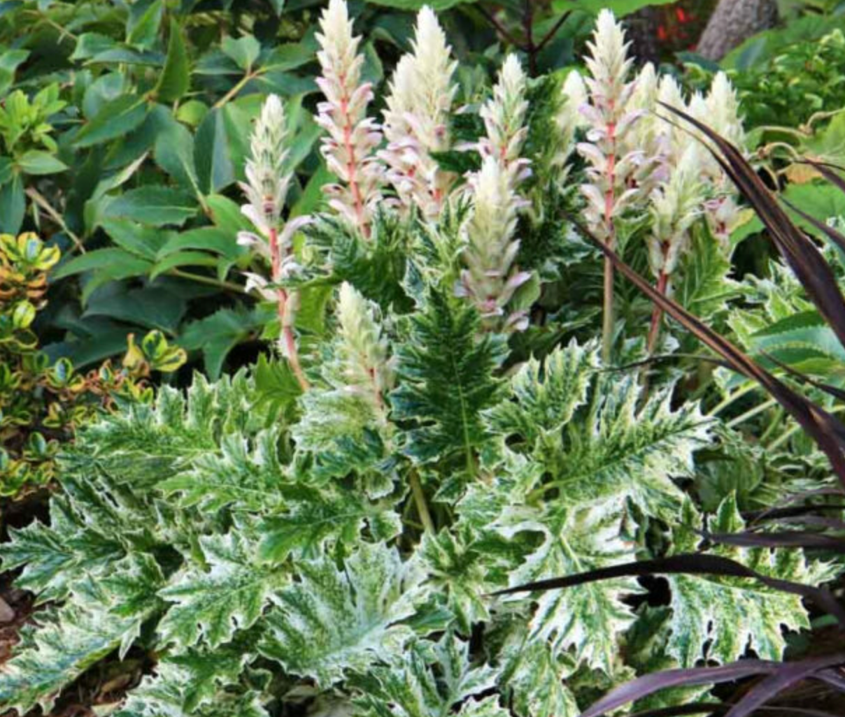 Acanthus ‘Whitewater’ (Bear’s Breeches) -2 Plants