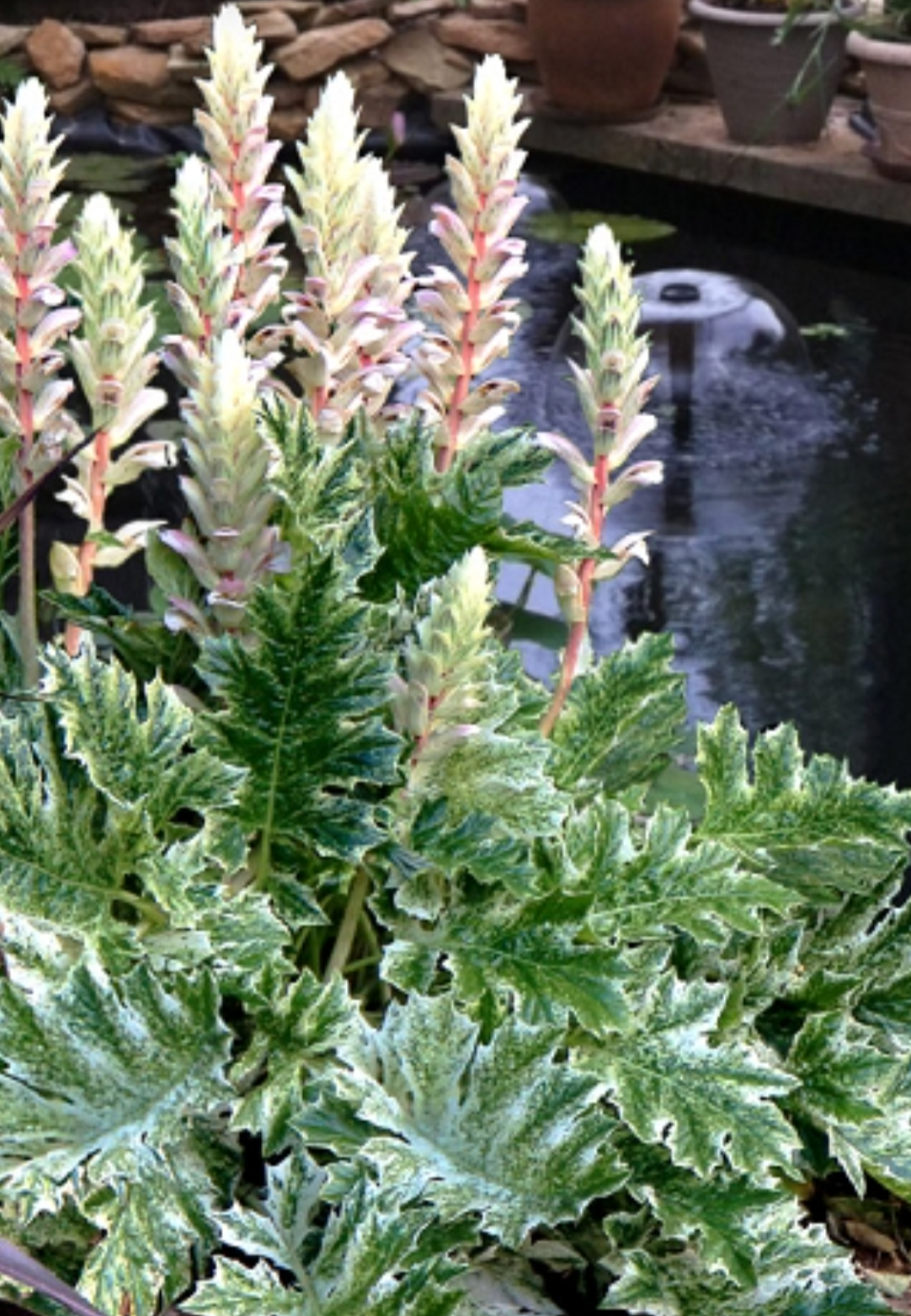 Acanthus Whitewater (2 plants)