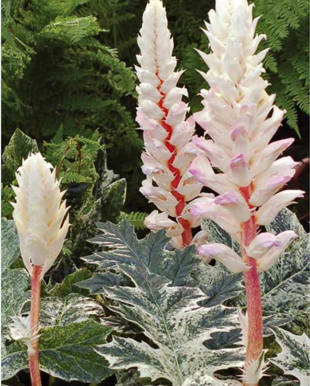 Acanthus Whitewater (2 plants)