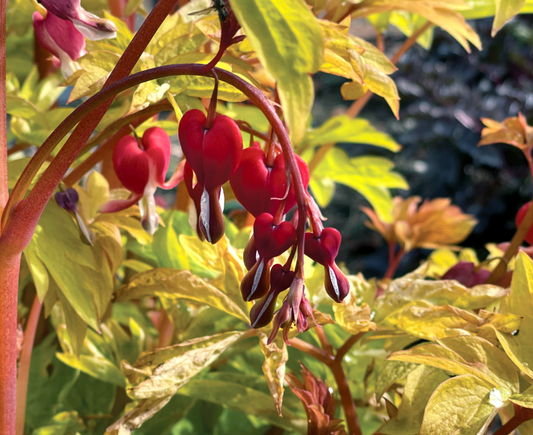 DICENTRA 'Ruby Gold' or "White Gold or Pink Gold (2 Plants)