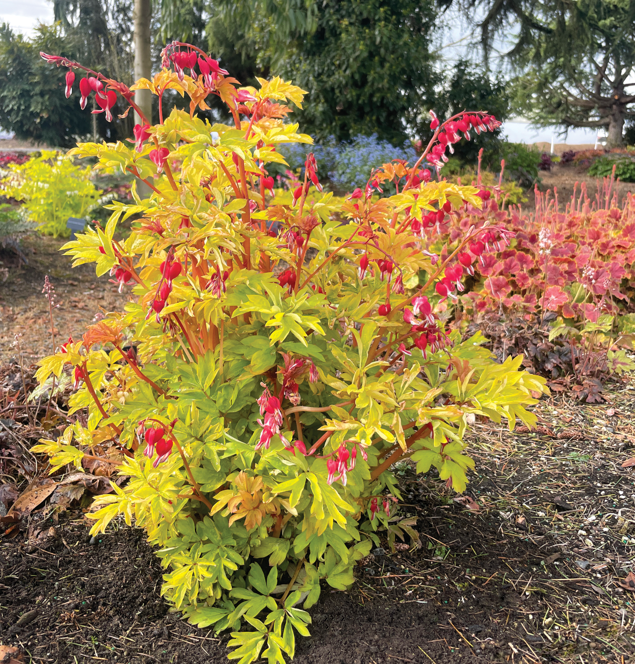 DICENTRA 'Ruby Gold' or "White Gold or Pink Gold (2 Plants)