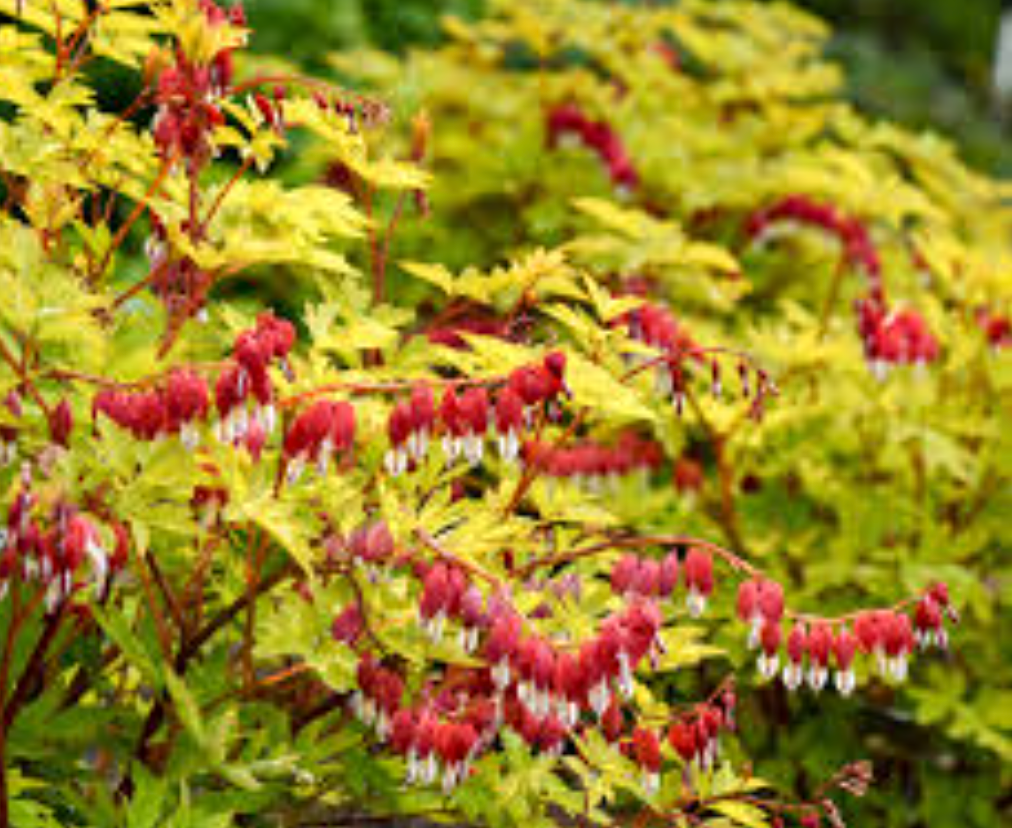 DICENTRA 'Ruby Gold' or "White Gold or Pink Gold (2 Plants)