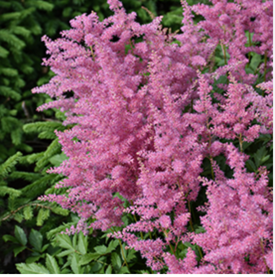 🌸 Astilbe chinensis ‘Vision in Pink’  -2 Plants
