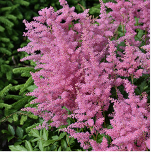 🌸 Astilbe chinensis ‘Vision in Pink’  -2 Plants