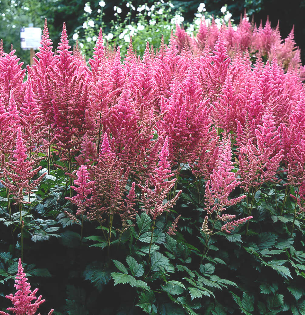 🌸 Astilbe chinensis ‘Vision in Pink’  -2 Plants