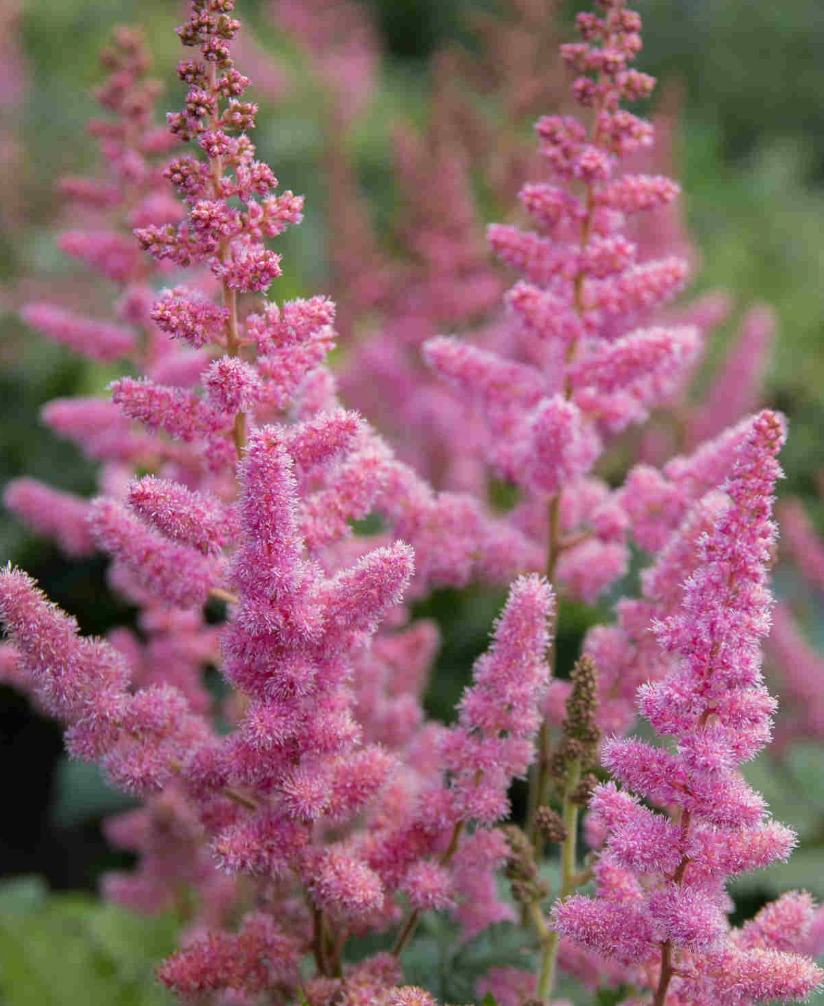 🌸 Astilbe chinensis ‘Vision in Pink’  -2 Plants