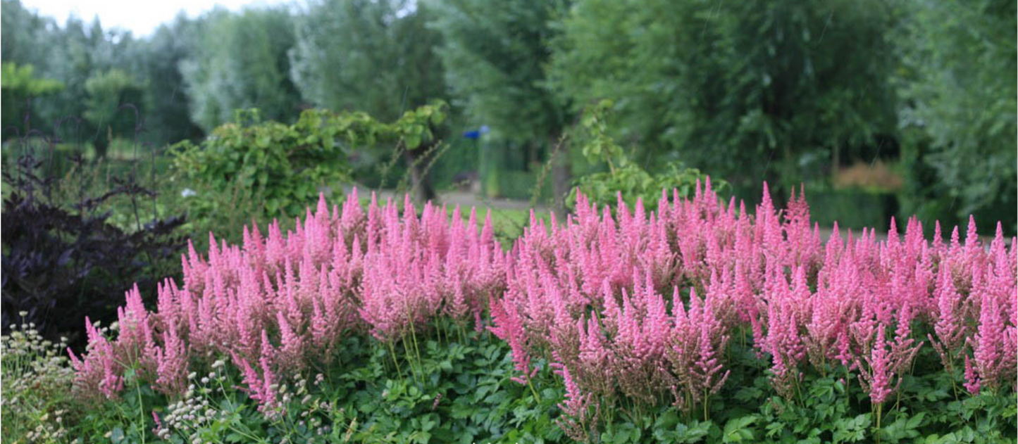 🌸 Astilbe chinensis ‘Vision in Pink’  -2 Plants