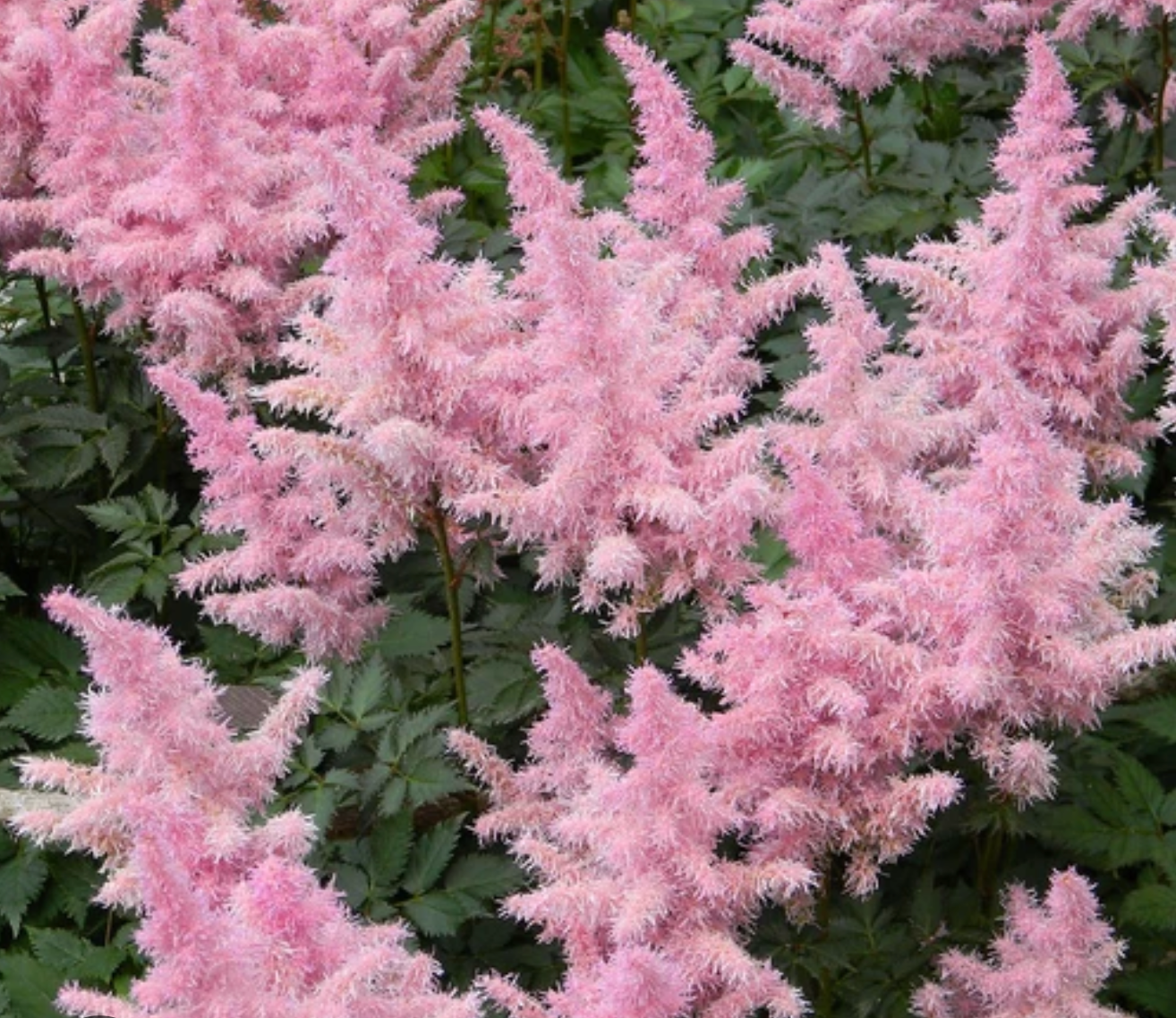 🌸 Astilbe chinensis ‘Vision in Pink’  -2 Plants
