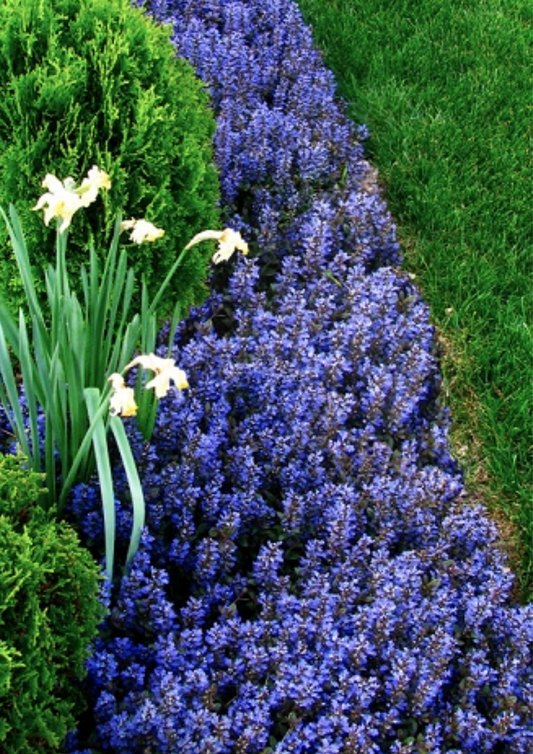 Ajuga 'Mahogany' (Mahogany Bugleweed)  Hardy Perennial (3 Plants)