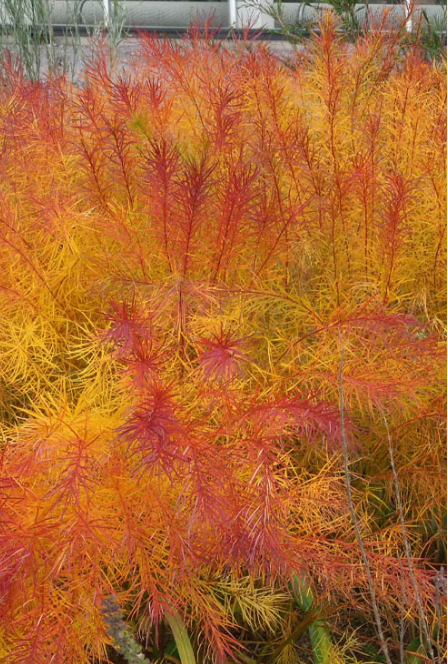 AMSONIA hubrichtii ‘Butterscotch’ (set of 2)