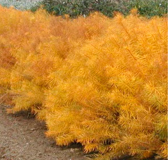 AMSONIA hubrichtii ‘Butterscotch’ (set of 2)