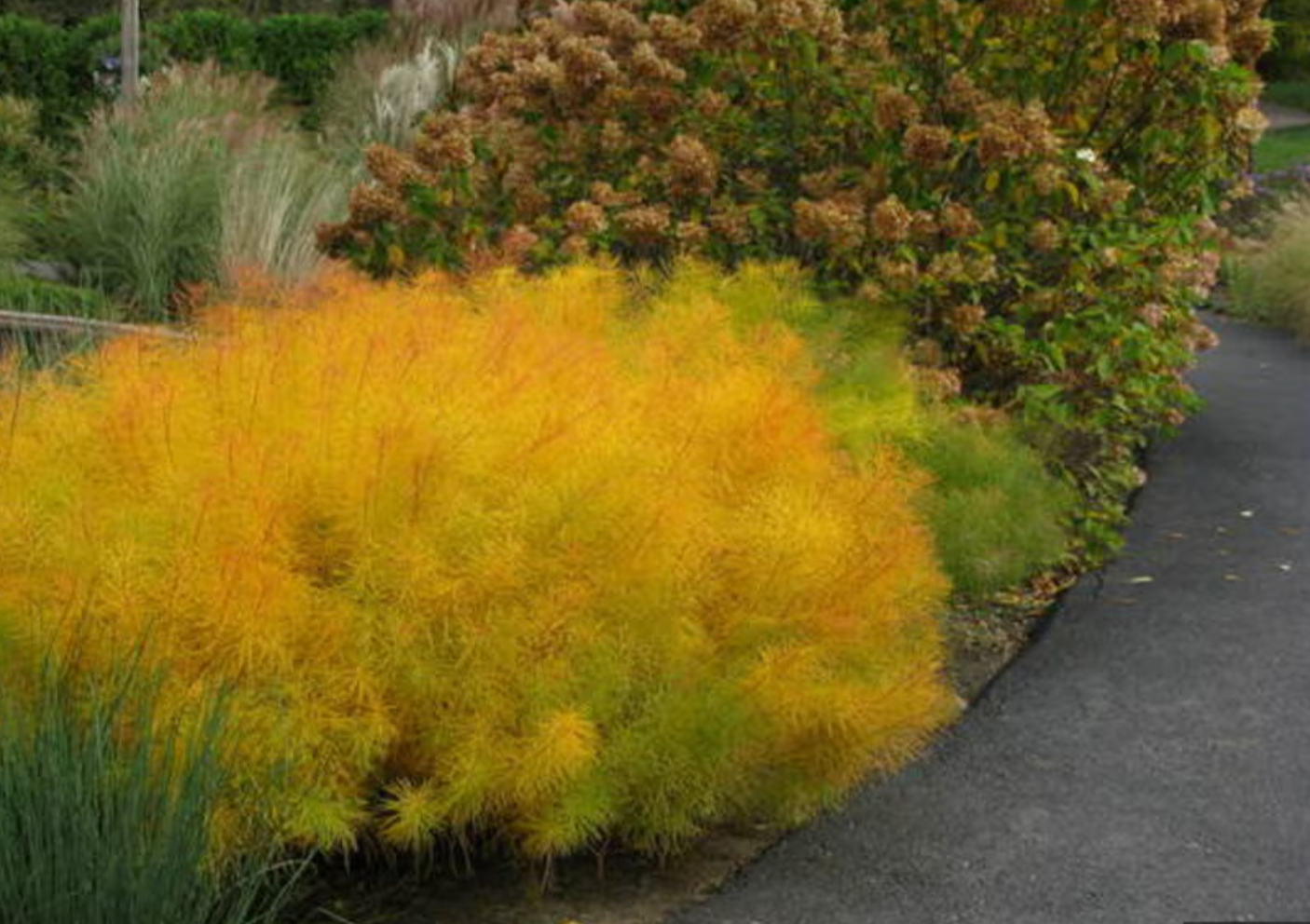 AMSONIA hubrichtii ‘Butterscotch’ (set of 2)
