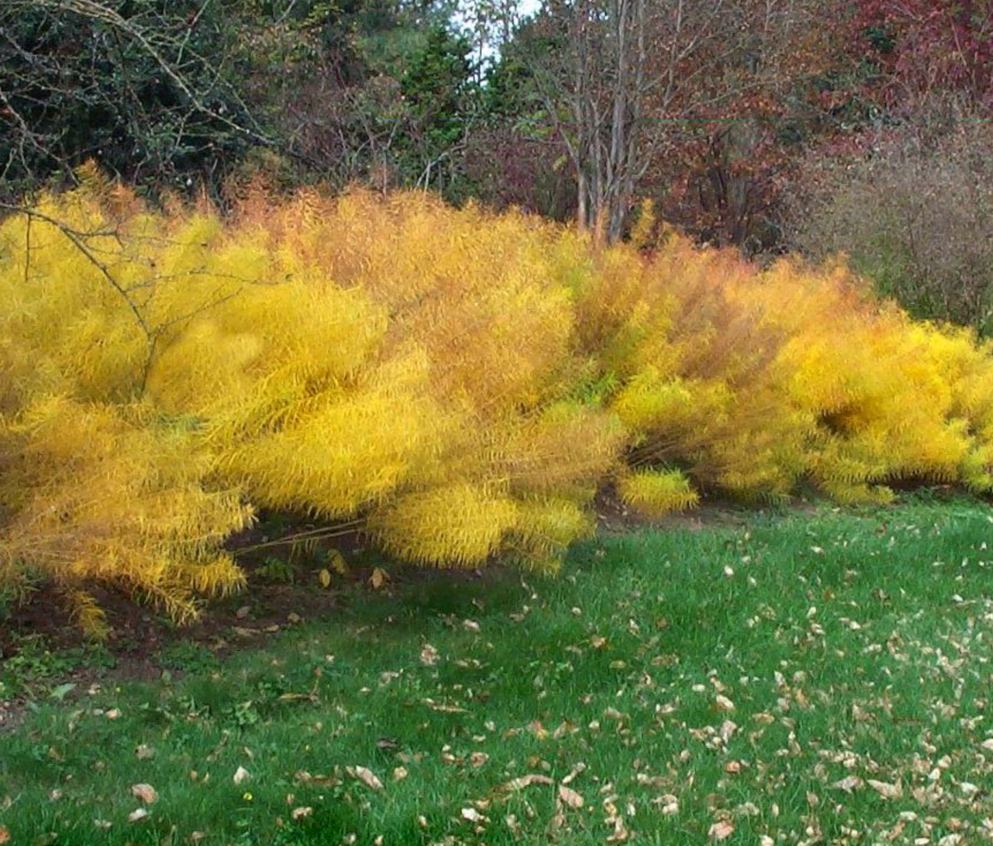 AMSONIA hubrichtii ‘Butterscotch’ (set of 2)