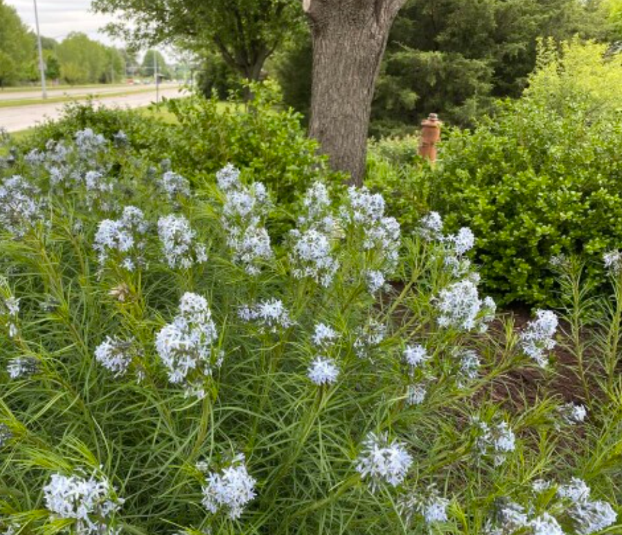 AMSONIA hubrichtii ‘Butterscotch’ (set of 2)