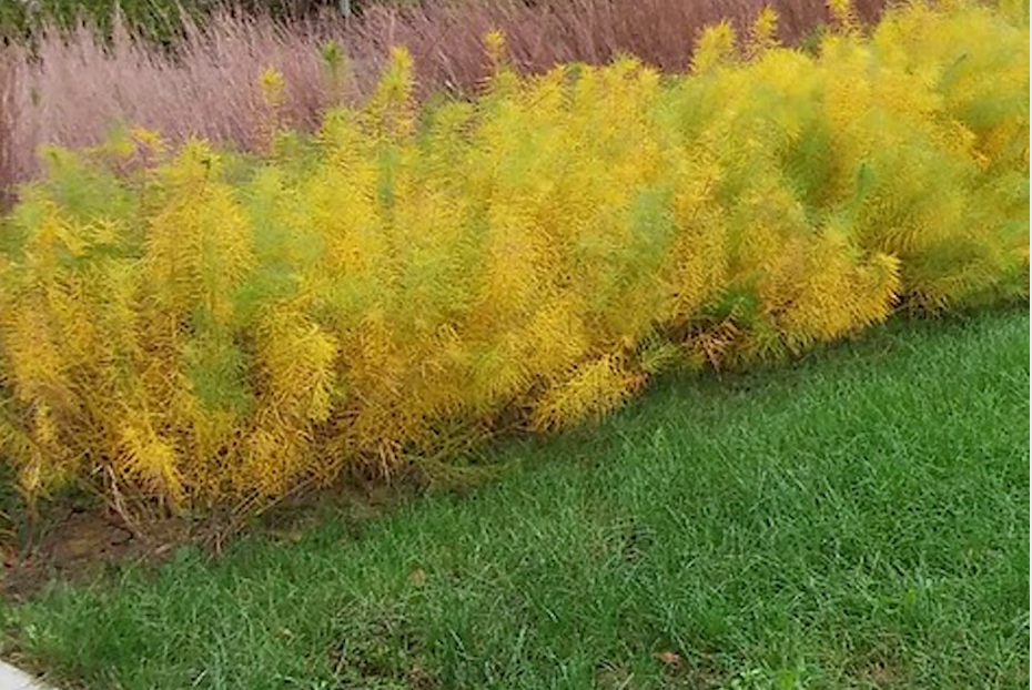 AMSONIA hubrichtii ‘Butterscotch’ (set of 2)