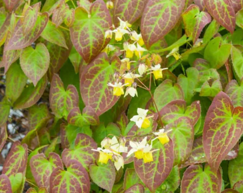 Epimedium × versicolor ‘Sulphureum’ (set of 2)