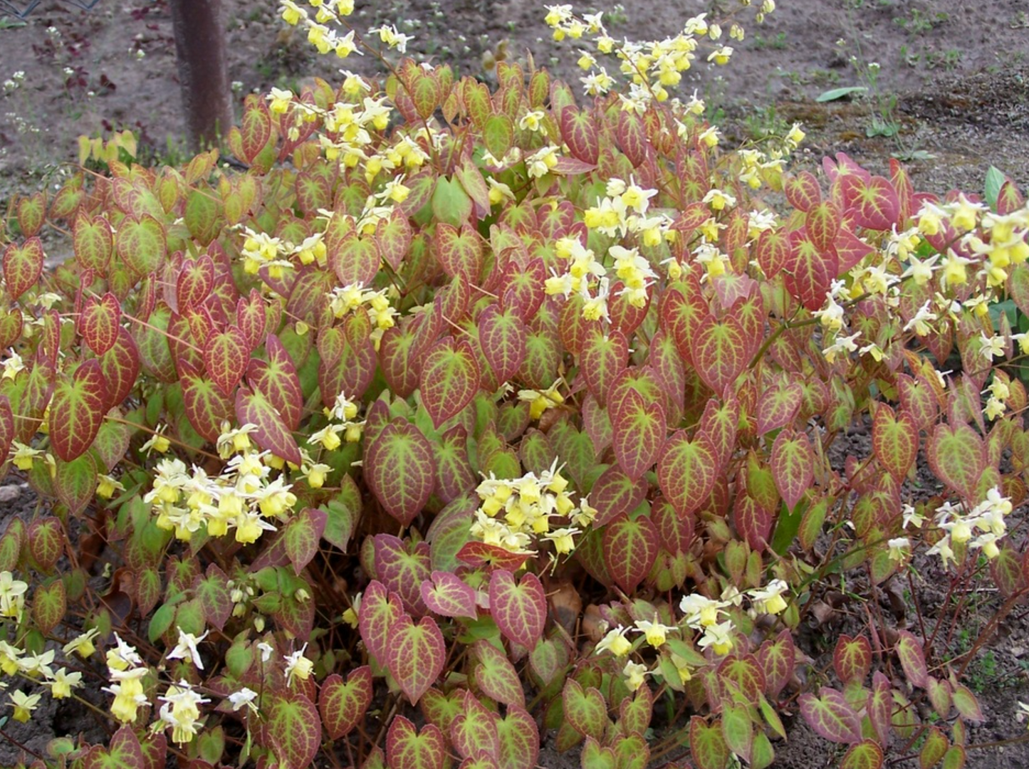 Epimedium × versicolor ‘Sulphureum’ (set of 2)