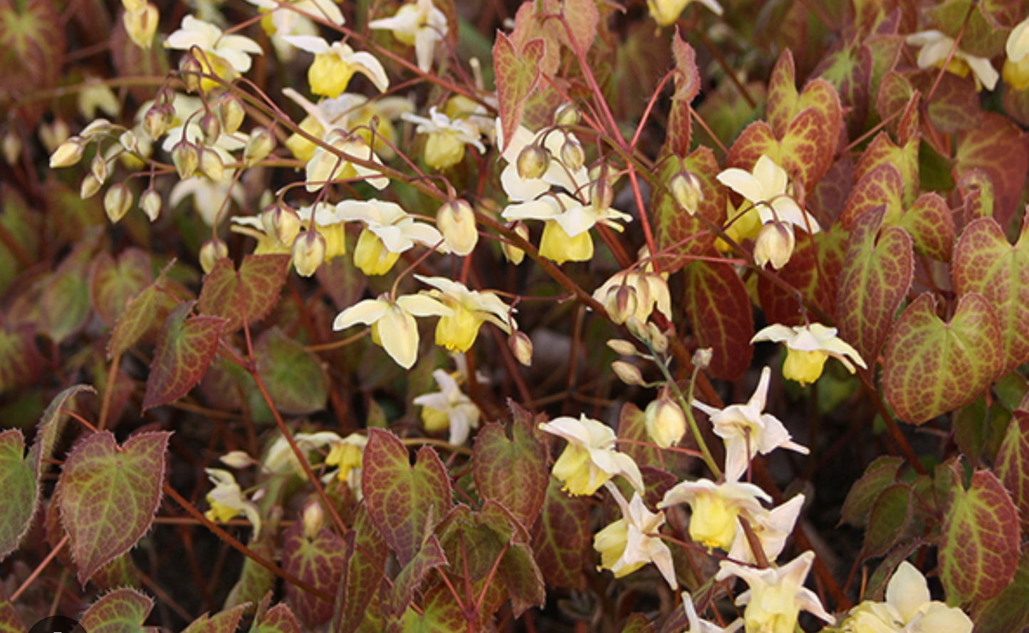 Epimedium × versicolor ‘Sulphureum’ (set of 2)