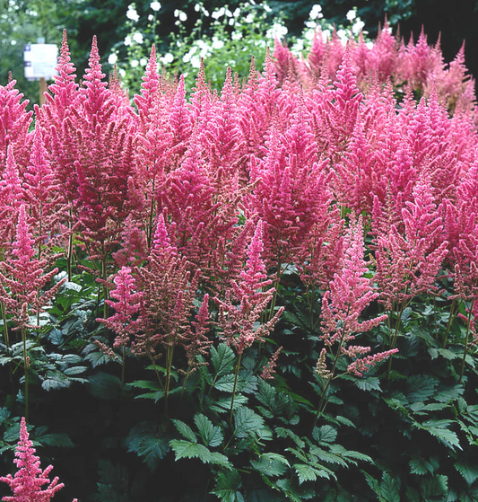 Astilbe chinensis ‘Vision in Pink" (set of 2)