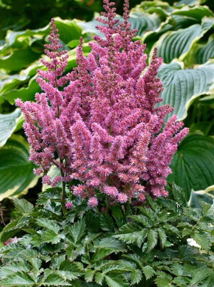 Astilbe chinensis ‘Vision in Pink" (set of 2)