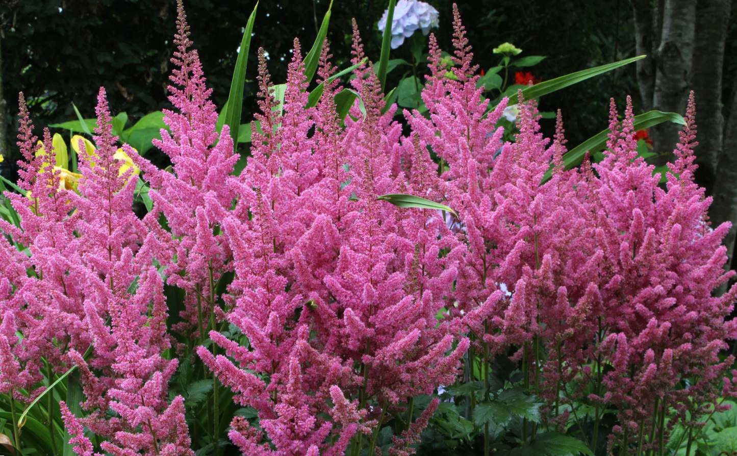 Astilbe chinensis ‘Vision in Pink" (set of 2)