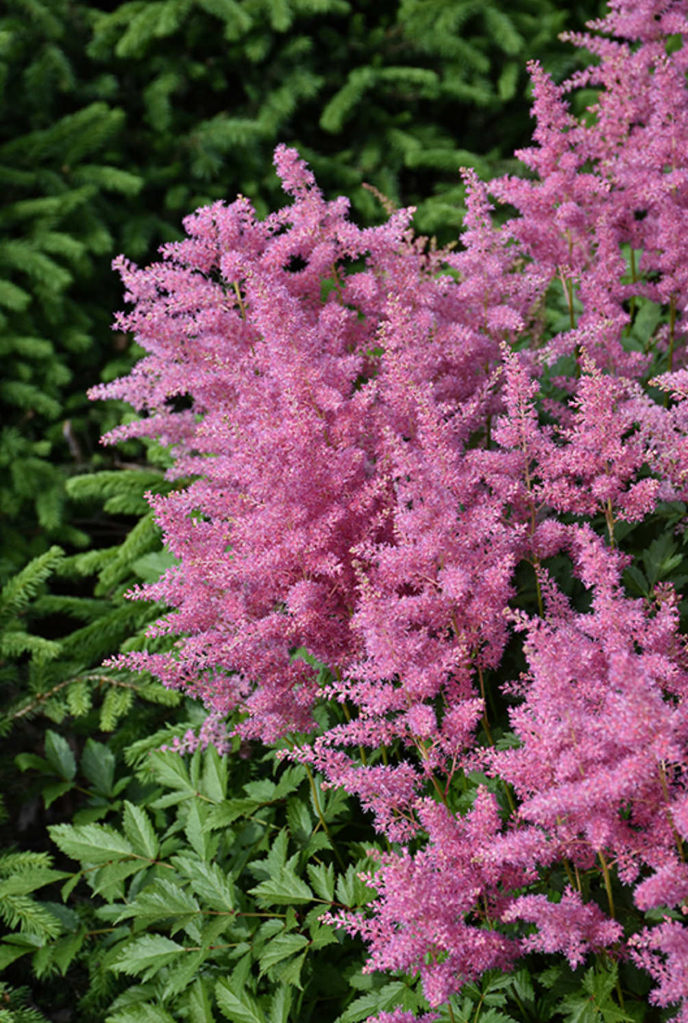 Astilbe chinensis ‘Vision in Pink" (set of 2)