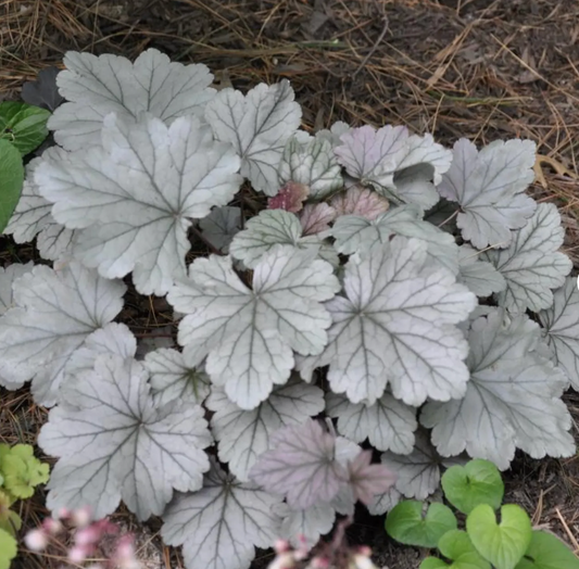 HEUCHERA 'Stainless Steel' (2 Plants)