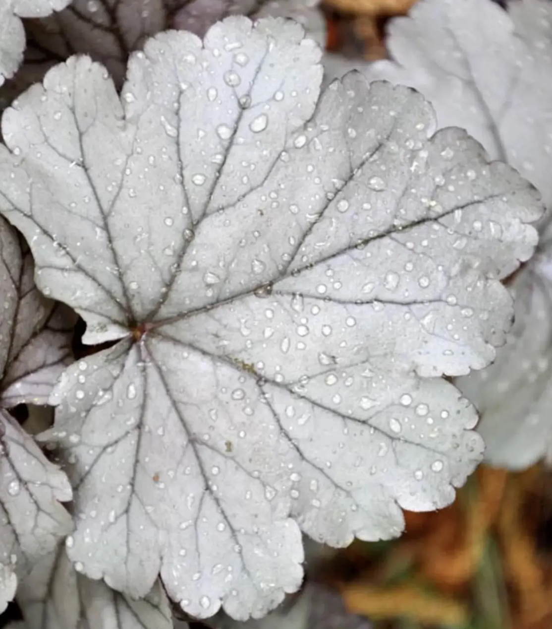 HEUCHERA 'Stainless Steel' (2 Plants)