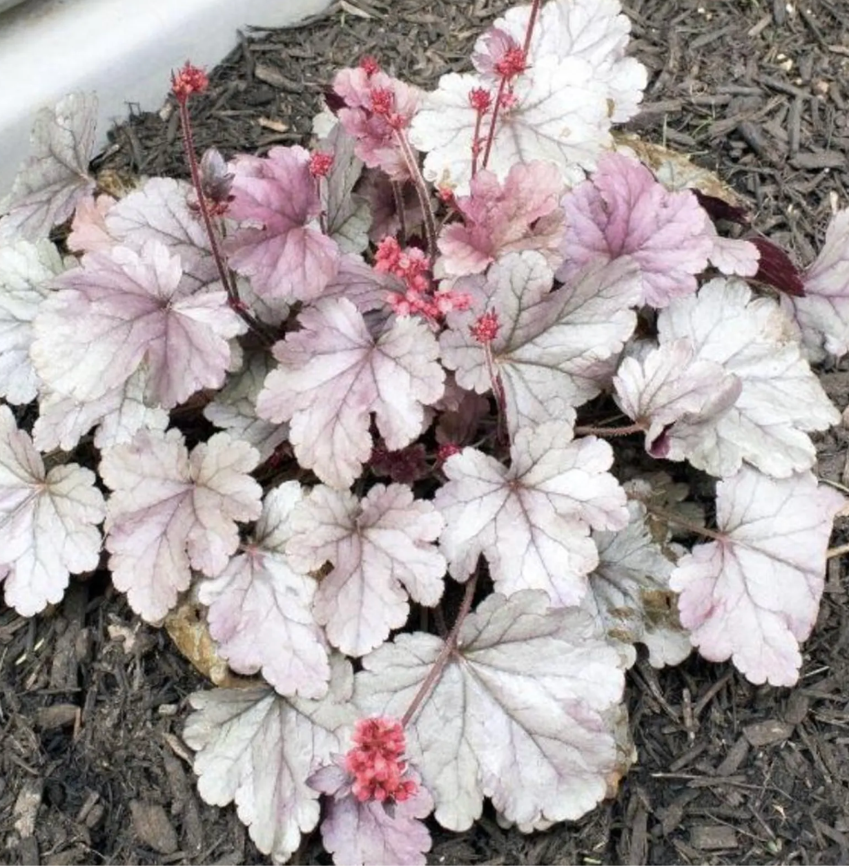 HEUCHERA 'Stainless Steel' (2 Plants)