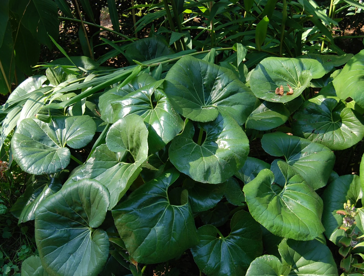 Farfugium japonicum giganteum leopard plant (3 plants)