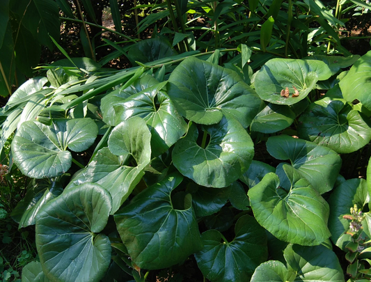 Farfugium japonicum giganteum leopard plant (3 plants)