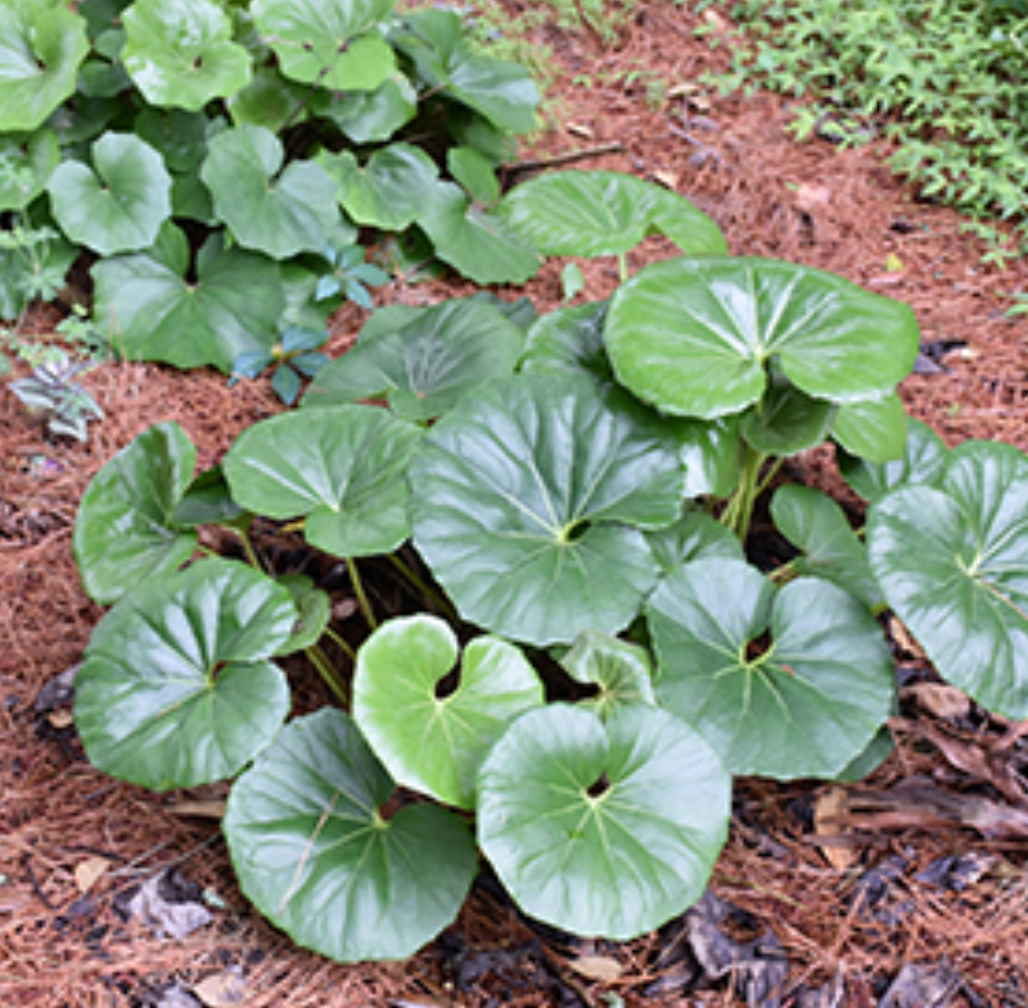 Farfugium japonicum giganteum leopard plant (3 plants)