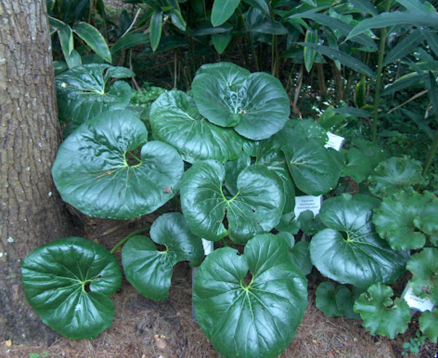 Farfugium japonicum giganteum leopard plant (3 plants)
