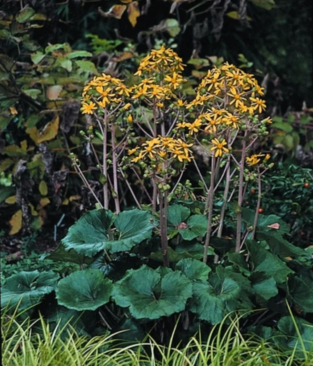 Farfugium japonicum giganteum leopard plant (3 plants)