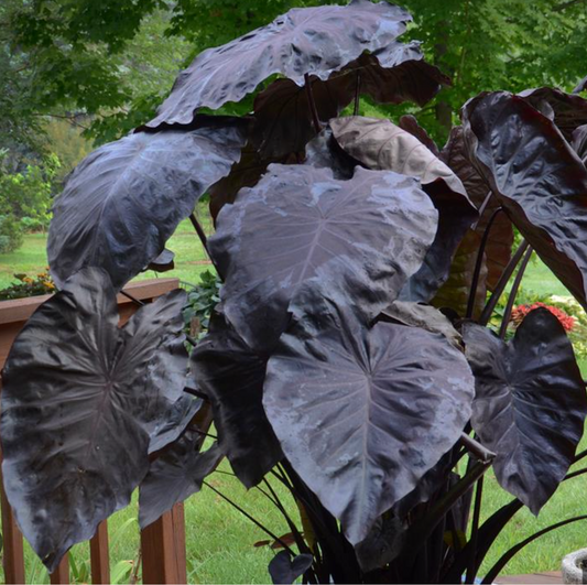 Royal Hawaiian® 'Black Coral' Elephant Ear – Giant Black Tropical Foliage Plant (set of 2)