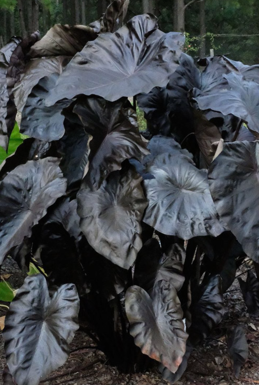 Royal Hawaiian® 'Black Coral' Elephant Ear – Giant Black Tropical Foliage Plant (set of 2)