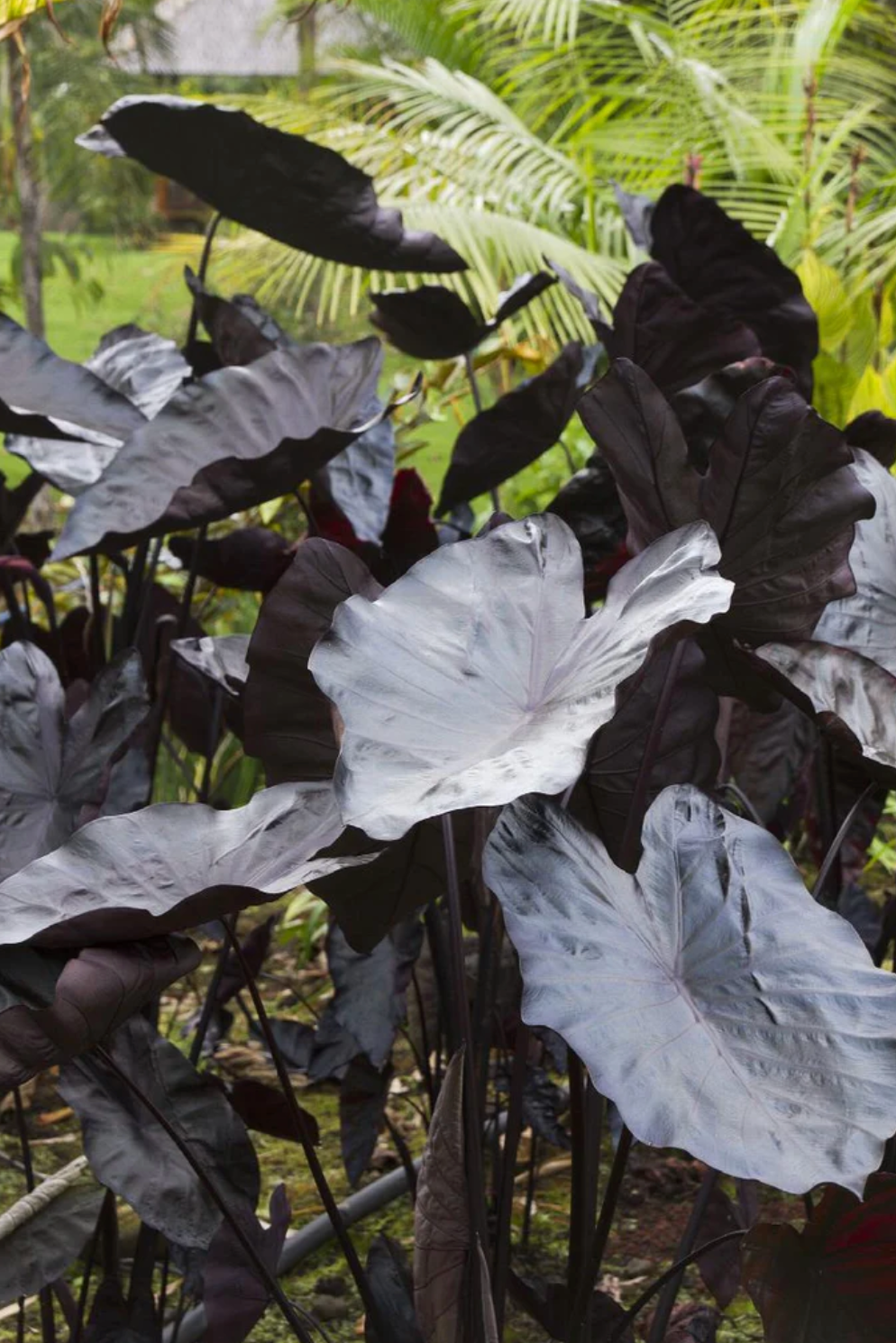 Royal Hawaiian® 'Black Coral' Elephant Ear – Giant Black Tropical Foliage Plant (set of 2)