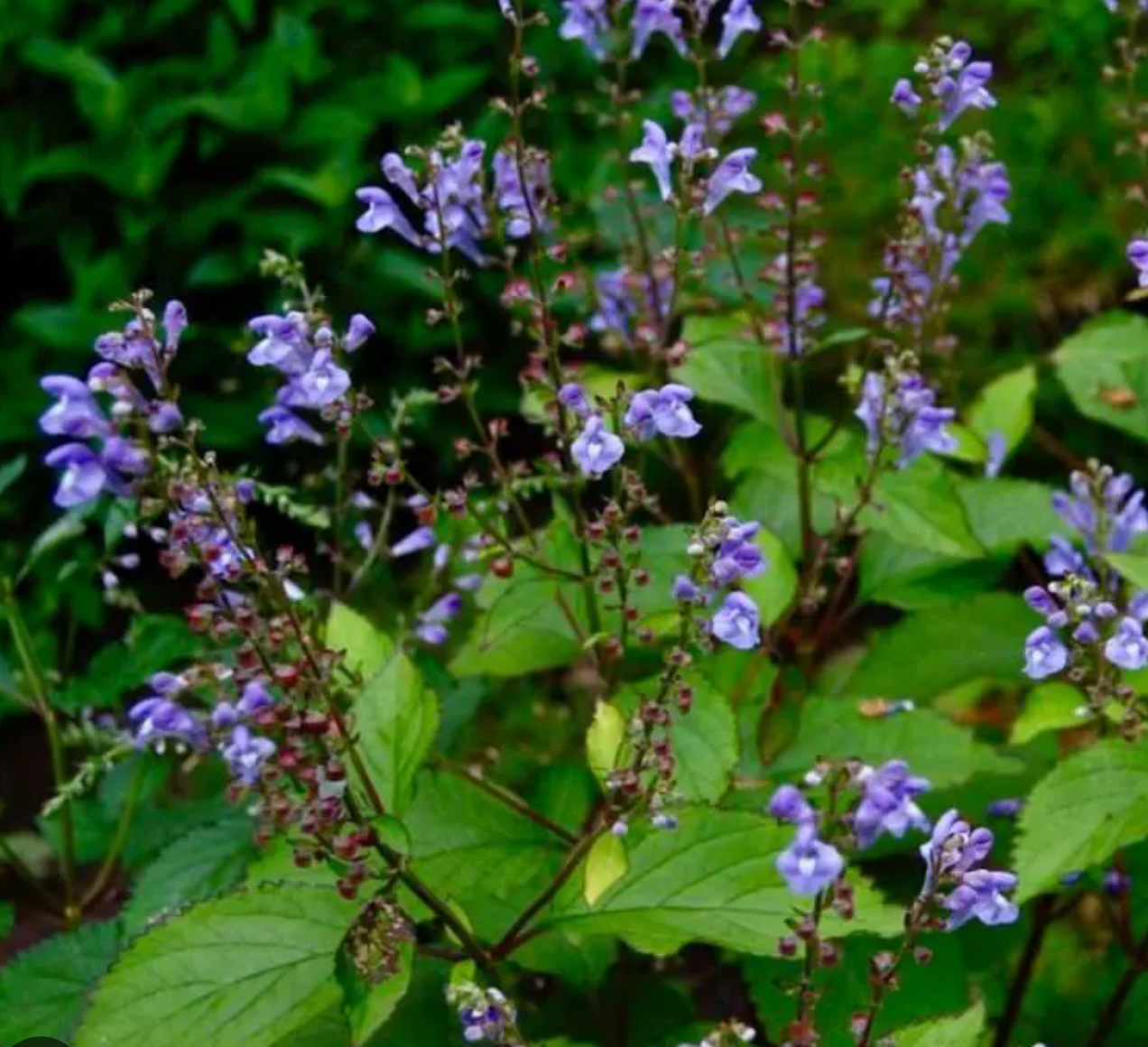 Scutellaria Appalachian Blues  (set of 2)