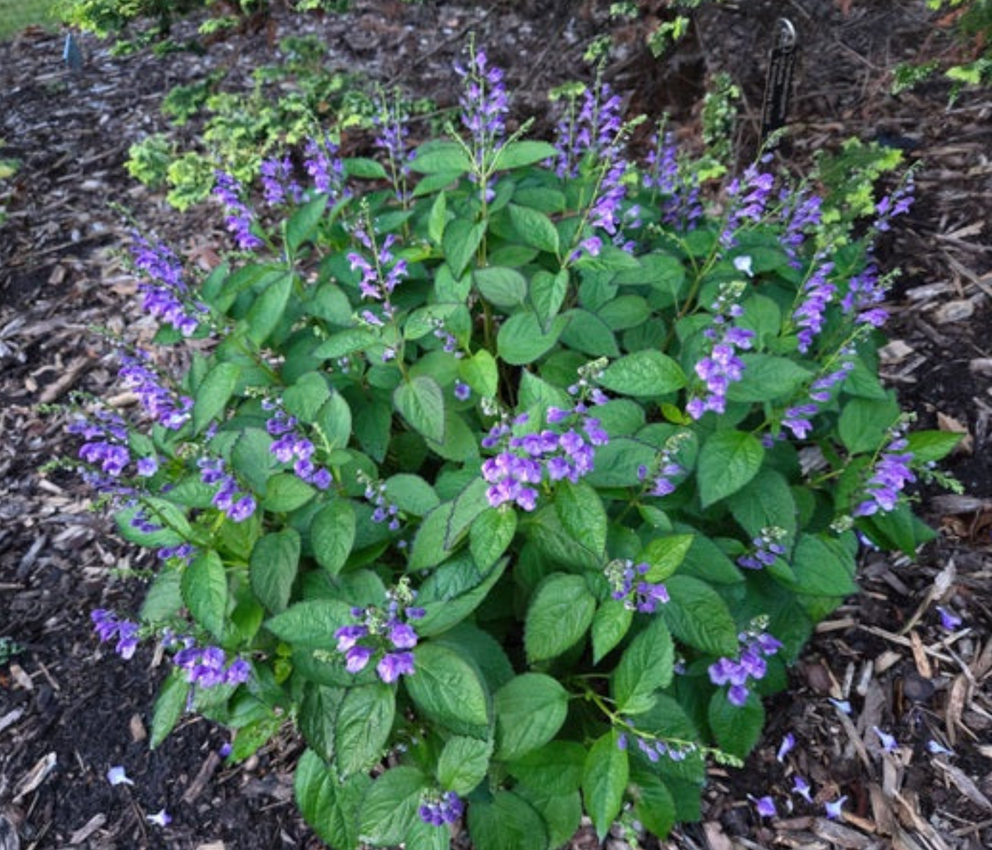 Scutellaria Appalachian Blues  (set of 2)